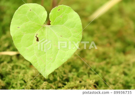 Aoi leaf of heart 89936735