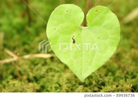Aoi leaf of heart 89936736