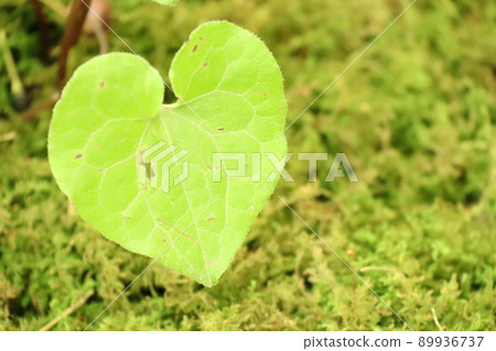 Aoi leaf of heart 89936737