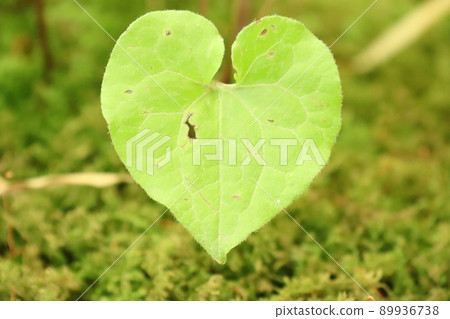 Aoi leaf of heart 89936738