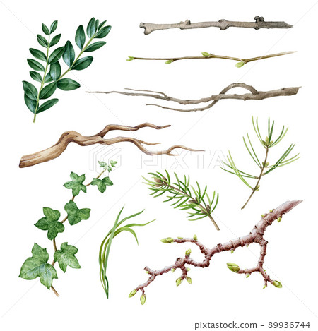 Branch, stick, twig watercolor set. Hand drawn natural tree elements on white background. Pine branch, ivy, sticks, boxwood, tree branches watercolor illustration. Tree and bush element collection 89936744