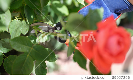 Gardener cutting rose with pruner in garden closeup Gardener cutting rose with pruner in garden closeup 89937266
