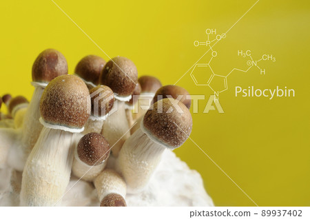 Micro growing of raw Psilocybe Cubensis mushrooms with Psilocybin formula. Micro growing of raw Psilocybe Cubensis mushrooms with Psilocybin formula. 89937402