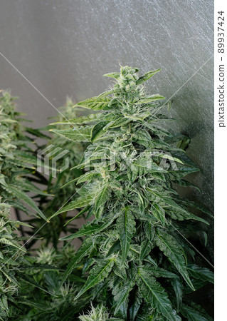 Blooming cannabis bush. Fresh marijuana plant. Green hemp buds Blooming cannabis bush. Fresh marijuana plant. Green hemp buds 89937424