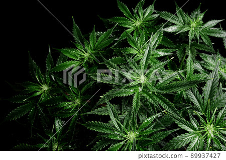 Cannabis plant on black background. Layout of fresh wet marijuana leaves, top view. 89937427