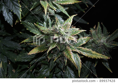 Hemp cones with green and yellow leaves, macro view. Ripen marijuana plant on black background. Female cannabis bush 89937428