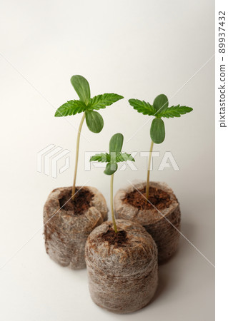 Cannabis seed Starting with Coconut Coir Pellets. Marijuana growing. Cannabis seed Starting with Coconut Coir Pellets. Marijuana growing. 89937432