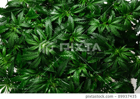 Cannabis CBD plant close up. Layout of fresh marijuana blooms Cannabis CBD plant close up. Layout of fresh marijuana blooms 89937435