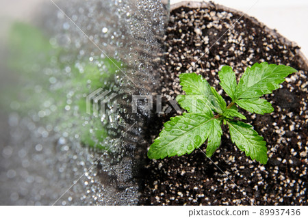Small marijuana plant in a grow box with coconut soil, top view, flat lay. Micro growing concept. Hemp watering. Small marijuana plant in a grow box with coconut soil, top view, flat lay. Micro growing concept. Hemp watering. 89937436