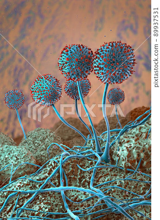 Microscopic closeup of growing mildew - 3d illustration Microscopic closeup of growing mildew - 3d illustration 89937531