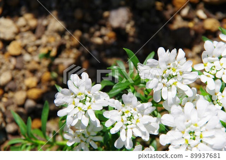 Iberis Iberis 89937681