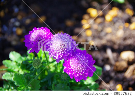 Scaviosa Scaviosa 89937682