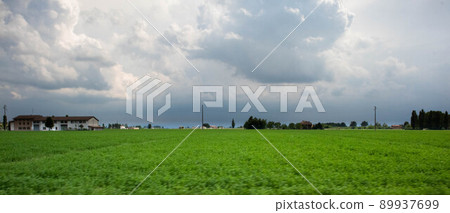 Cultivation of medical herb, erba medica, Medicago sativa, Parma, Italy Cultivation of medical herb, erba medica, Medicago sativa, Parma, Italy 89937699