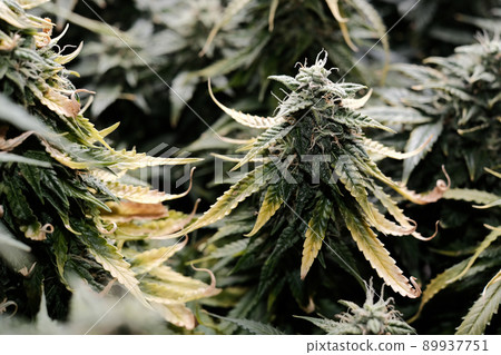 Cannabis blooms close-up, macro view. Harvest time, grow ripe, fertilizer overdose Cannabis blooms close-up, macro view. Harvest time, grow ripe, fertilizer overdose 89937751