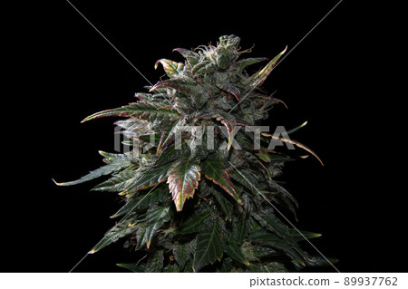 Hemp cones with green and yellow leaves, macro view. Ripen marijuana plant on black background. Female cannabis bush Hemp cones with green and yellow leaves, macro view. Ripen marijuana plant on black background. Female cannabis bush 89937762