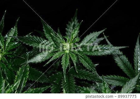Cannabis plant on black background. Layout of fresh wet marijuana leaves, top view. 89937775