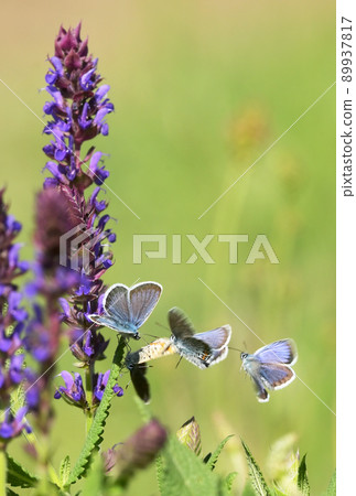 Closeup Adonis Blue butterfly Closeup Adonis Blue butterfly 89937817