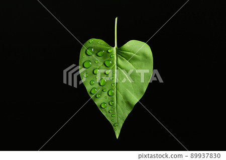 Abstract Green Leaf and Dew drops 89937830