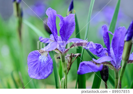 Iris Iris 89937855