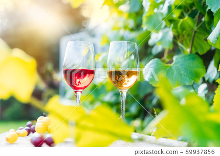 Glasses with white and red wine and grape berries on the wooden table in the vineyards, winery with green leaves background in sunset light. Wine tasting, Degustation. Selective focus, Copy space Glasses with white and red wine and grape berries on the wooden table in the vineyards, winery with green leaves background in sunset light. Wine tasting, Degustation. Selective focus, Copy space 89937856