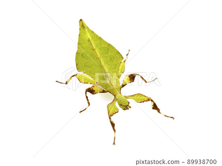 stick insect in studio stick insect in studio 89938700