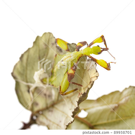 stick insect in studio stick insect in studio 89938701