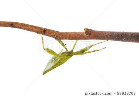 stick insect in studio stick insect in studio 89938702