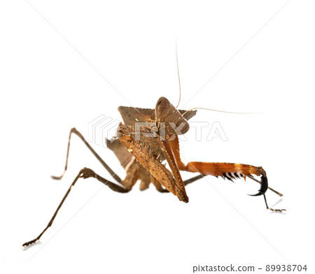 Deroplatys desiccata  in studio 89938704