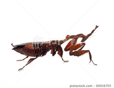 ghost mantis in studio 89938705