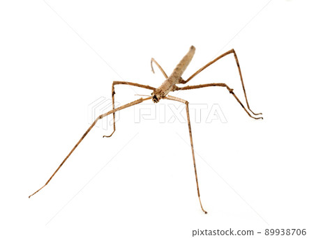 stick insect in studio stick insect in studio 89938706