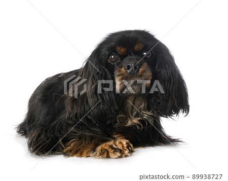cavalier king charles 89938727