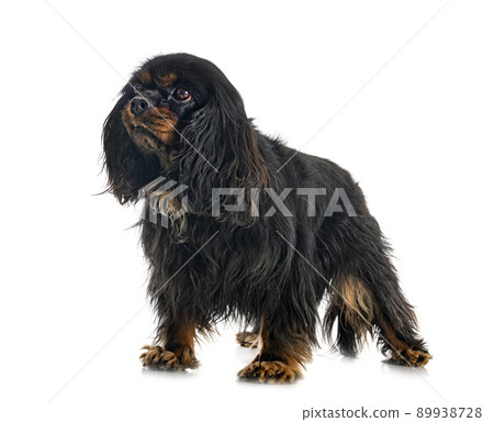 cavalier king charles 89938728