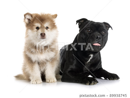 puppy Finnish Lapphund and staffy puppy Finnish Lapphund and staffy 89938745