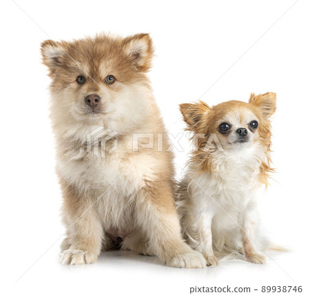 puppy Finnish Lapphund and chihuahua puppy Finnish Lapphund and chihuahua 89938746