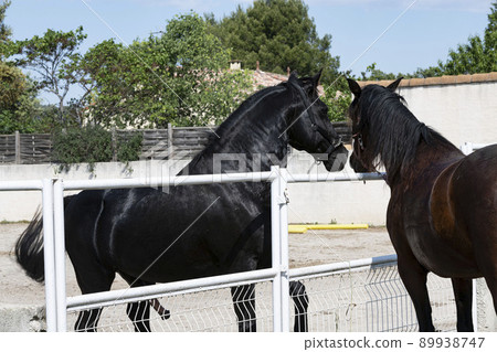 mating horse in nature mating horse in nature 89938747
