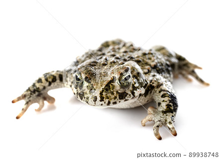 Natterjack toad in studio Natterjack toad in studio 89938748