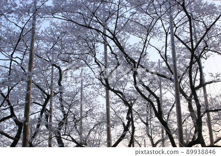 Asa的新光（岐阜縣本棲市Usuzumi公園，Usuzumi Sakura） 89938846