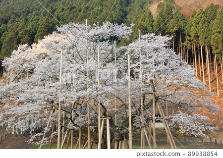 沐浴在清晨陽光下的櫻花樹（岐阜縣本棲市臼渚佐倉市臼渚公園） 89938854