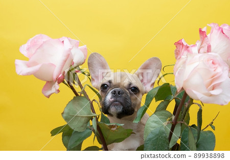 A young bulldog looks up tensely from a spectacular bouquet of roses, sitting on a yellow background in a photo studio. Photo of a french bulldog with a bouquet for the holiday. 89938898