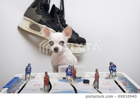 A small white chihuahua dog sits at a board game of hockey and looks attentively at the camera, and large hockey skates hang on the wall behind the dog. A small dog poses while sitting in a photo stud A small white chihuahua dog sits at a board game of hockey and looks attentively at the camera, and large hockey skates hang on the wall behind the dog. A small dog poses while sitting in a photo stud 89938940