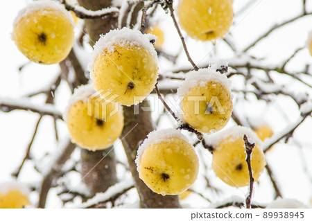 apples hanging at a tree covered with white frost apples hanging at a tree covered with white frost 89938945