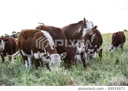 Cows raised with natural grass, Argentine meat production Cows raised with natural grass, Argentine meat production 89938973