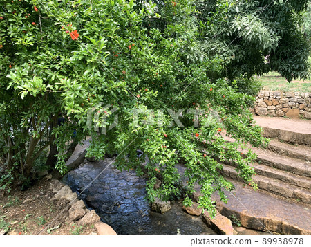 River Kisalon in the Ein Hemed National Park River Kisalon in the Ein Hemed National Park 89938978