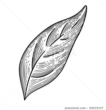 Pepper leaf icon outline, hand drawn vector. Green spicy 89939547