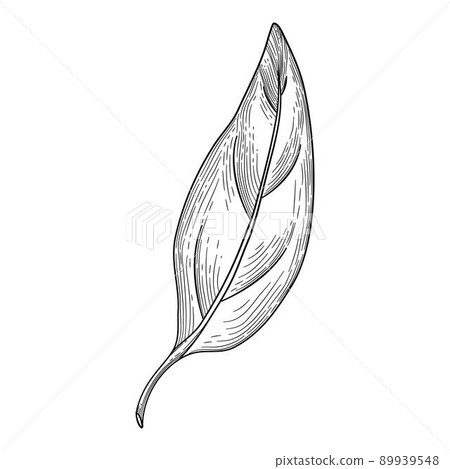 Pepper leaf icon outline, hand drawn vector. Green spicy 89939548