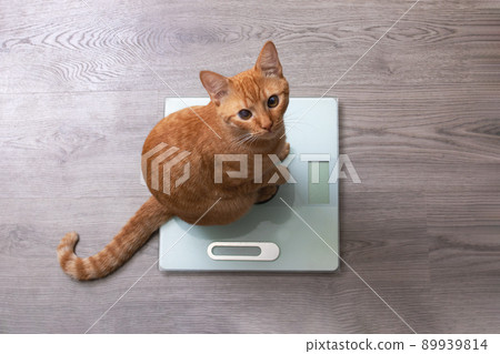Red kitten sits on floor scales close up 89939814