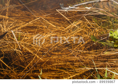 Culex larvae mosquito larva insects in lake water. spring season. Culex larvae, many Mosquito, Mosquitoes under water Culex larvae mosquito larva insects in lake water. spring season. Culex larvae, many Mosquito, Mosquitoes under water 89939867