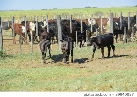Cows raised with natural grass, Argentine meat production Cows raised with natural grass, Argentine meat production 89940057