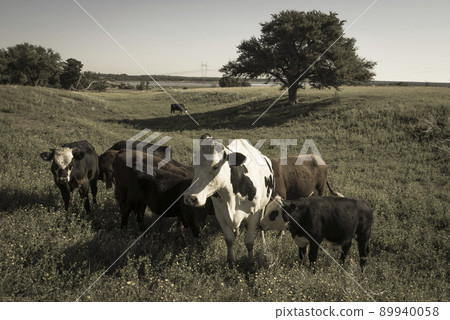 Cows raised with natural grass, Argentine meat production Cows raised with natural grass, Argentine meat production 89940058