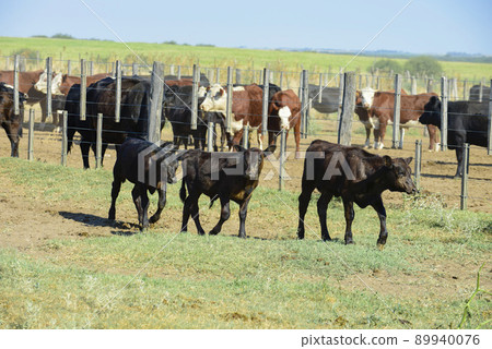 Cows raised with natural grass, Argentine meat production 89940076